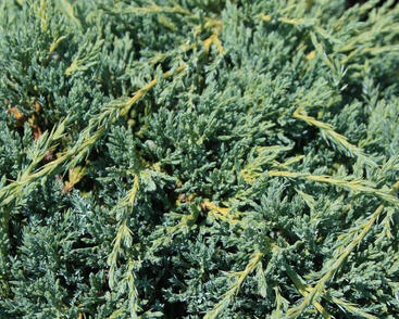 Jalovec šupinatý 'Blue Compact'