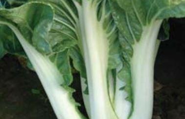 Zelí čínské 'Paket' - Brassica chinensis 'Paket'