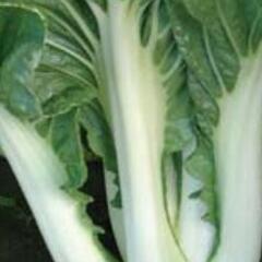Zelí čínské 'Paket' - Brassica chinensis 'Paket'