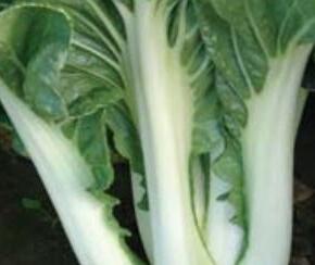 Zelí čínské 'Paket' - Brassica chinensis 'Paket'