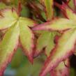 Javor dlanitolistý 'Little Princess' - Acer palmatum 'Little Princess'