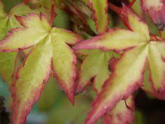 Javor dlanitolistý 'Little Princess' - Acer palmatum 'Little Princess'