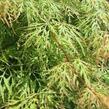 Javor dlanitolistý 'Emerald Lace' - Acer palmatum 'Emerald Lace'