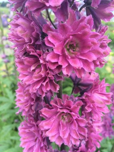 Ostrožka vyvýšená 'New Millenium Sweethearts' - Delphinium elatum 'New Millenium Sweethearts'