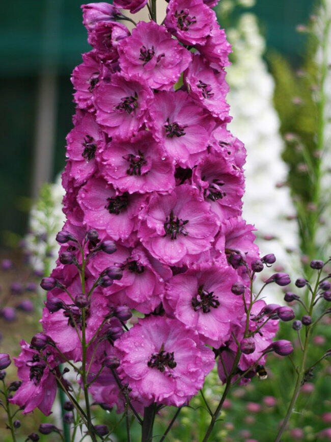 Ostrožka vyvýšená 'New Millenium Pink Punch' - Delphinium elatum 'New Millenium Pink Punch'