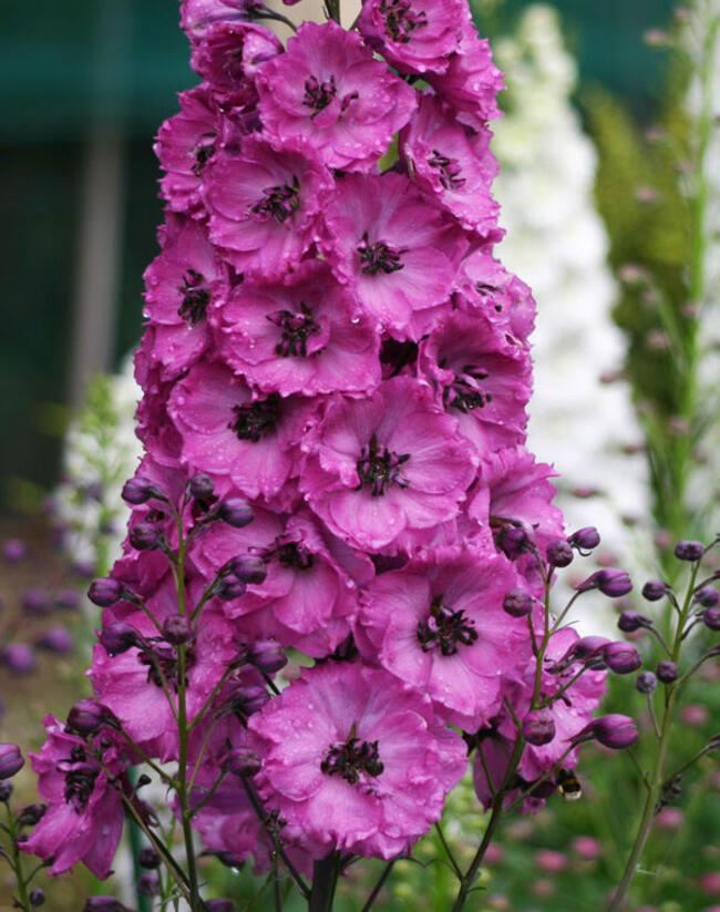 Ostrožka vyvýšená 'New Millenium Pink Punch' - Delphinium elatum 'New Millenium Pink Punch'