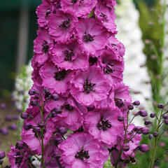 Ostrožka vyvýšená 'New Millenium Pink Punch' - Delphinium elatum 'New Millenium Pink Punch'