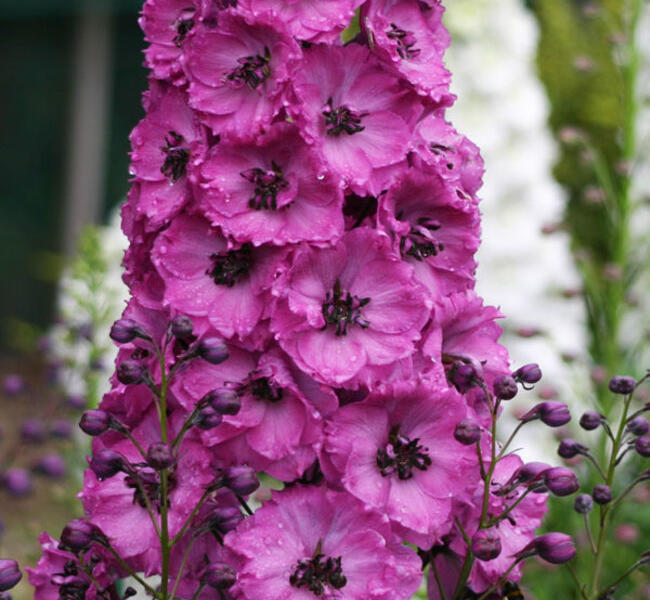 Ostrožka vyvýšená 'New Millenium Pink Punch' - Delphinium elatum 'New Millenium Pink Punch'