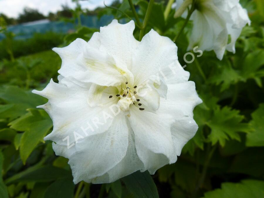 Ostrožka vyvýšená 'New Millenium Innocence' - Delphinium elatum 'New Millenium Innocence'