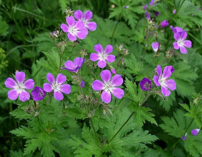 Kakost lesní - Geranium sylvaticum