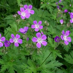 Kakost lesní - Geranium sylvaticum