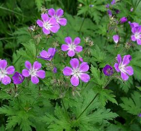 Kakost lesní - Geranium sylvaticum