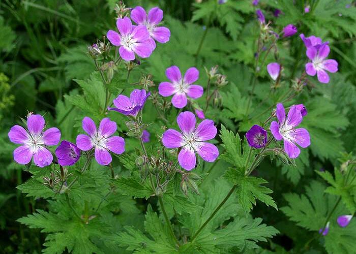 Kakost lesní - Geranium sylvaticum