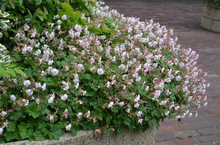 Kakost 'St. Ola' - Geranium x cantabrigiense 'St. Ola'