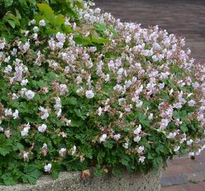 Kakost 'St. Ola' - Geranium x cantabrigiense 'St. Ola'