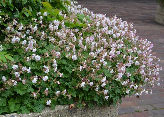 Kakost 'St Ola' - Geranium x cantabrigiense 'St Ola'