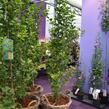 Jinan dvoulaločný 'Menhir' - Ginkgo biloba 'Menhir'