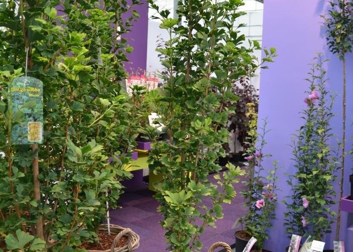 Jinan dvoulaločný 'Menhir' - Ginkgo biloba 'Menhir'