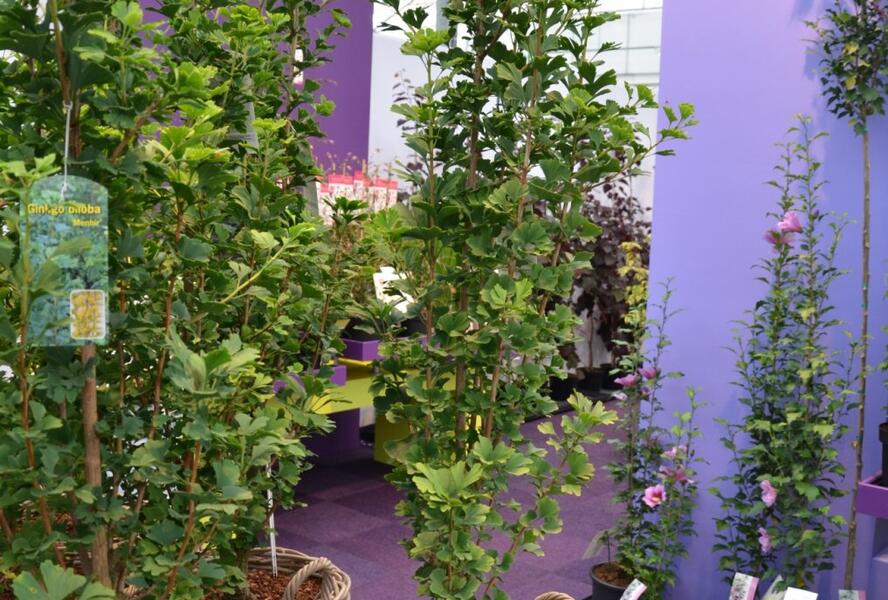 Jinan dvoulaločný 'Menhir' - Ginkgo biloba 'Menhir'
