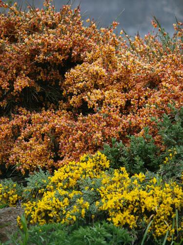 Čilimník 'Maria Burkwood' - Cytisus 'Maria Burkwood'