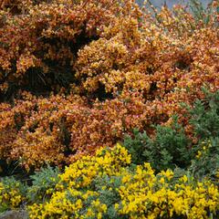 Čilimník 'Maria Burkwood' - Cytisus 'Maria Burkwood'