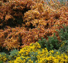 Čilimník 'Maria Burkwood' - Cytisus 'Maria Burkwood'