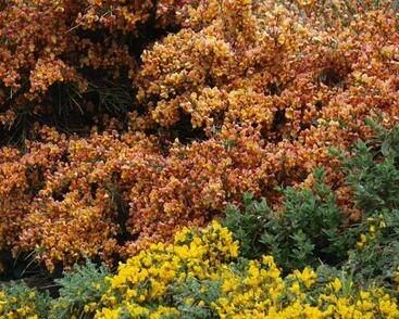 Čilimník 'Maria Burkwood'