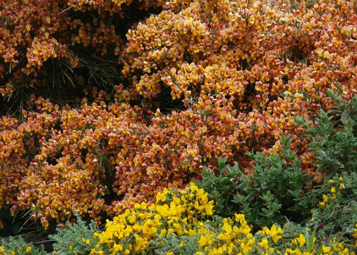 Čilimník 'Maria Burkwood' - Cytisus 'Maria Burkwood'