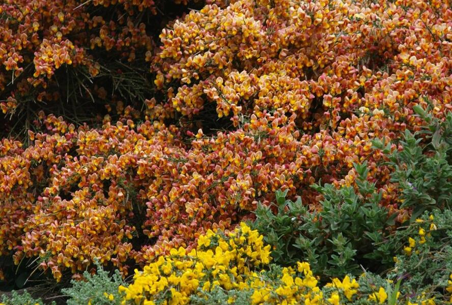 Čilimník 'Maria Burkwood' - Cytisus 'Maria Burkwood'