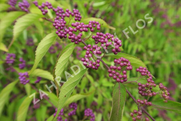 Krásnoplodka vidličnatá - Callicarpa dichotoma
