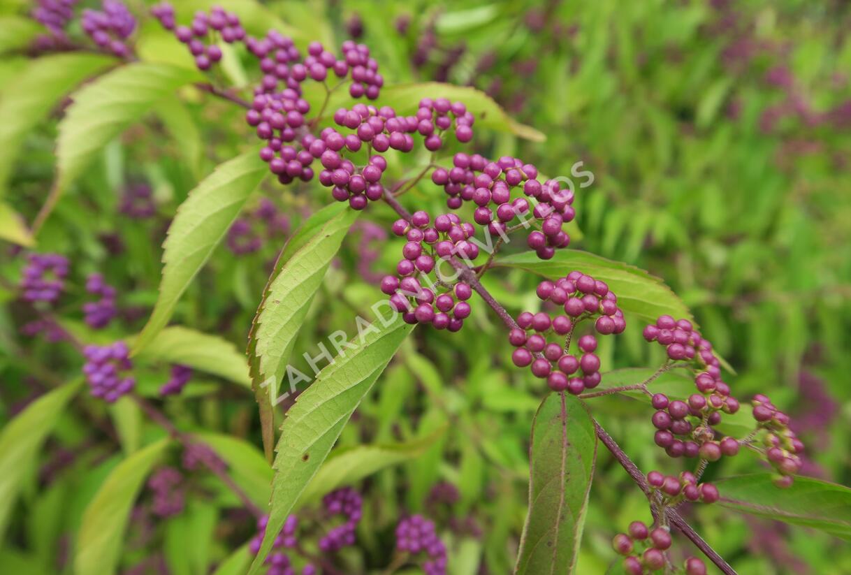 Krásnoplodka vidličnatá - Callicarpa dichotoma