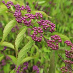 Krásnoplodka vidličnatá - Callicarpa dichotoma