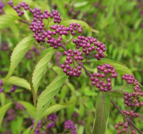 Krásnoplodka vidličnatá - Callicarpa dichotoma