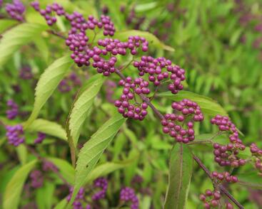 Krásnoplodka vidličnatá