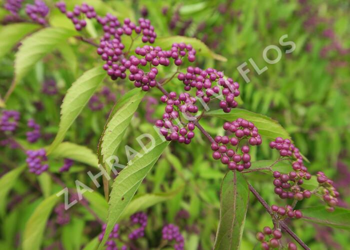 Krásnoplodka vidličnatá - Callicarpa dichotoma