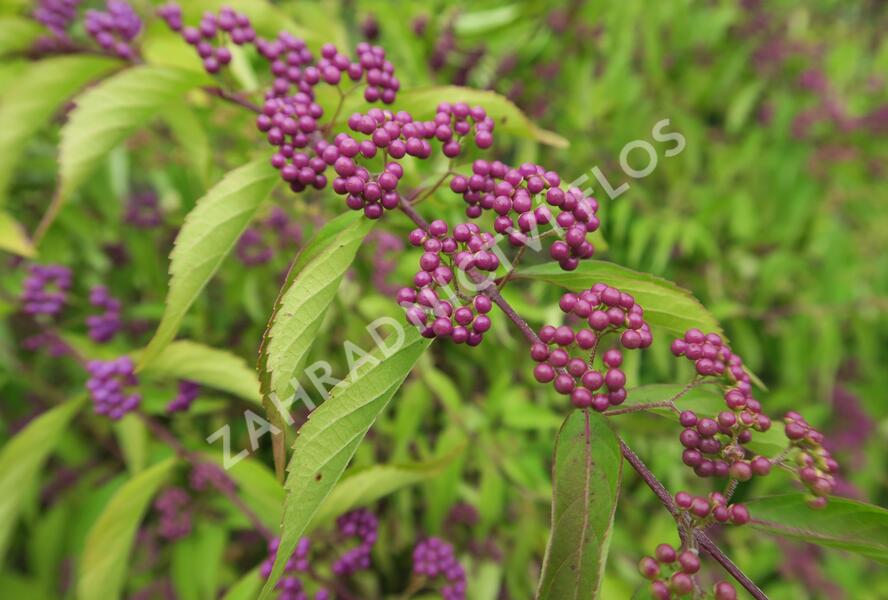 Krásnoplodka vidličnatá - Callicarpa dichotoma