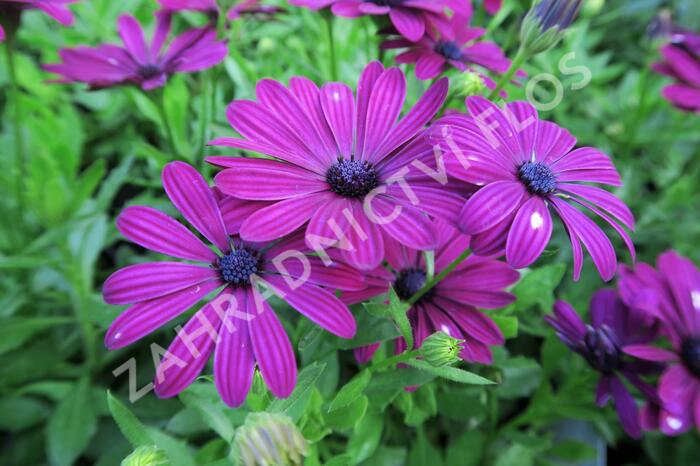 Dvoutvárka 'Erato Basket Purple' - Osteospermum ecklonis 'Erato Basket Purple'