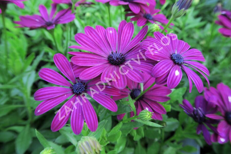 Dvoutvárka 'Erato Basket Purple' - Osteospermum ecklonis 'Erato Basket Purple'