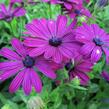 Dvoutvárka 'Erato Basket Purple' - Osteospermum ecklonis 'Erato Basket Purple'