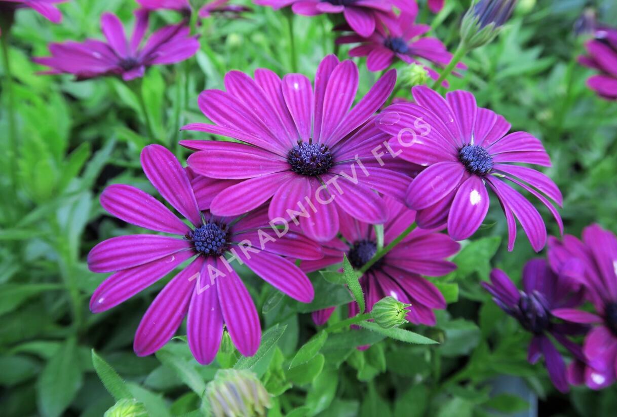 Dvoutvárka 'Cape Daisy Purple' - Osteospermum ecklonis 'Cape Daisy Purple'