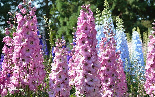 Ostrožka vyvýšená 'New Millenium Pink Blush' - Delphinium elatum 'New Millenium Pink Blush'