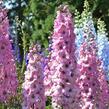 Ostrožka vyvýšená 'New Millenium Pink Blush' - Delphinium elatum 'New Millenium Pink Blush'