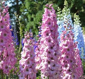 Ostrožka vyvýšená 'New Millenium Pink Blush' - Delphinium elatum 'New Millenium Pink Blush'