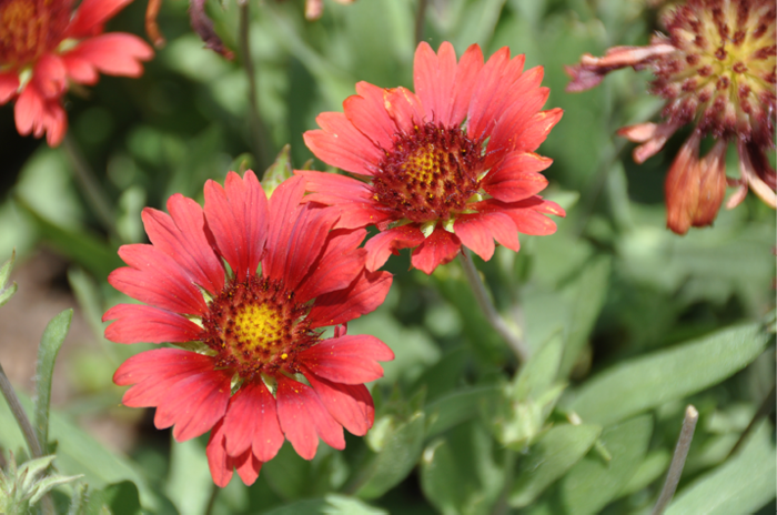 Kokarda osinatá 'Sunrita Burgundy' - Gaillardia aristata 'Sunrita Burgundy'