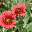 Kokarda osinatá 'Sunrita Burgundy' - Gaillardia aristata 'Sunrita Burgundy'