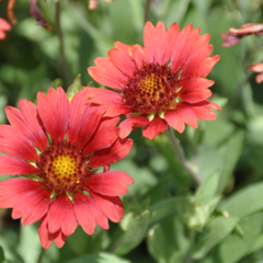 Kokarda osinatá 'Sunrita Burgundy' - Gaillardia aristata 'Sunrita Burgundy'