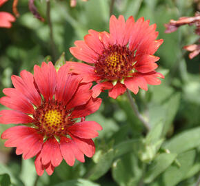 Kokarda osinatá 'Sunrita Burgundy'