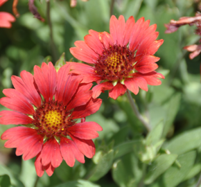 Kokarda osinatá 'Sunrita Burgundy' - Gaillardia aristata 'Sunrita Burgundy'