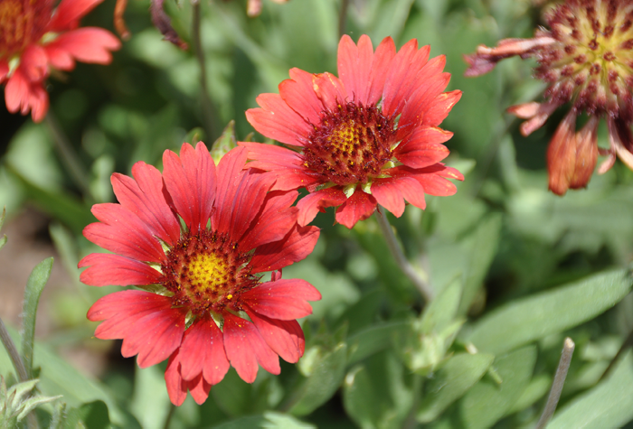 Kokarda osinatá 'Sunrita Burgundy' - Gaillardia aristata 'Sunrita Burgundy'