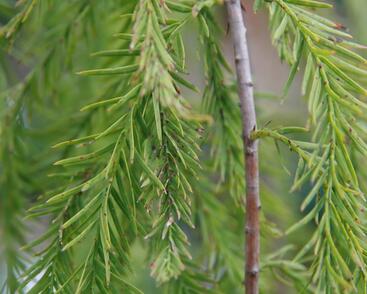 Tisovec dvouřadý 'Cascade Falls'